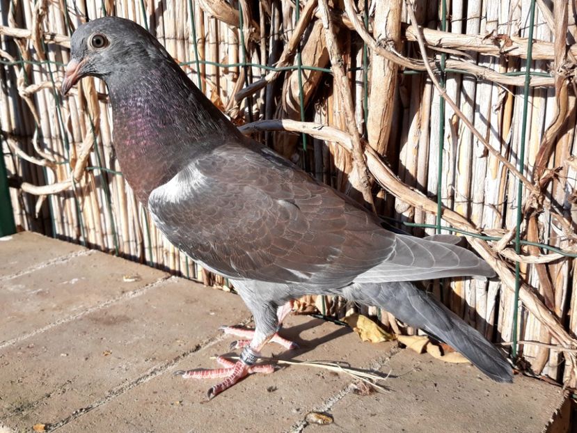 _1 mascul - 2018_Pui