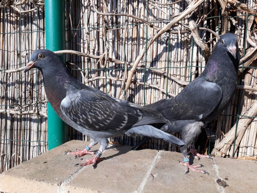 5_2 masculi - 2018_Pui