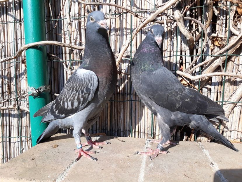 5_2 horseman puri - 2018_Pui