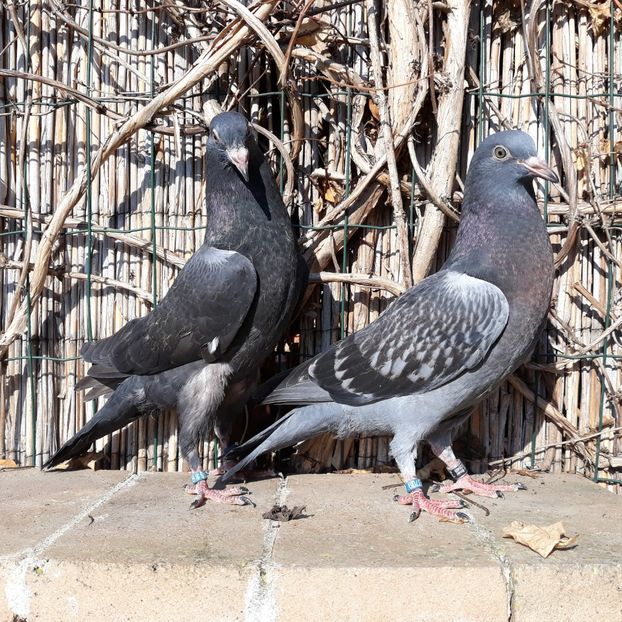 5_2 inele: 3709, 3710 - 2018_Pui