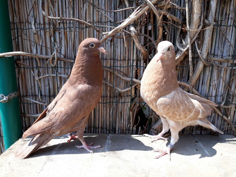 3_5 femele - 2018_Pui