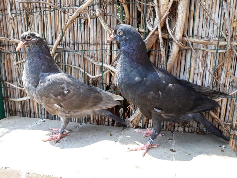 8_2 horseman puri - 2018_Pui