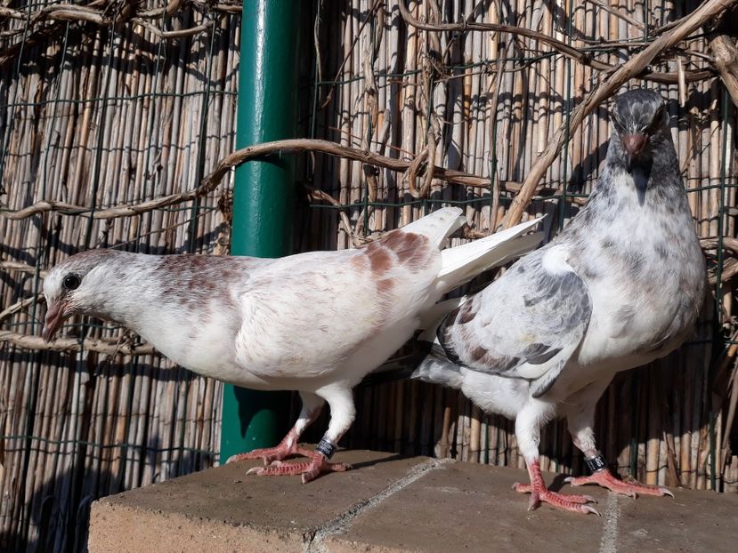 2 pereche - 2018_Pui