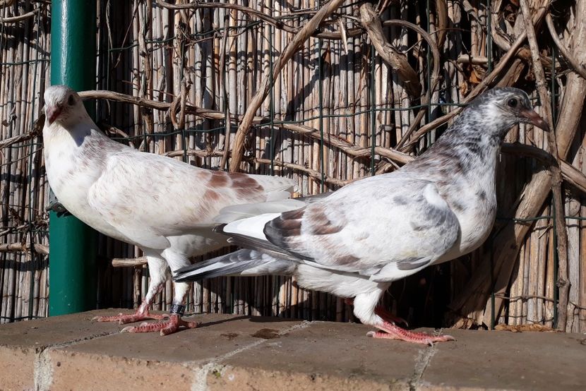 2 metisi 90% horseman 10% tippler - 2018_Pui