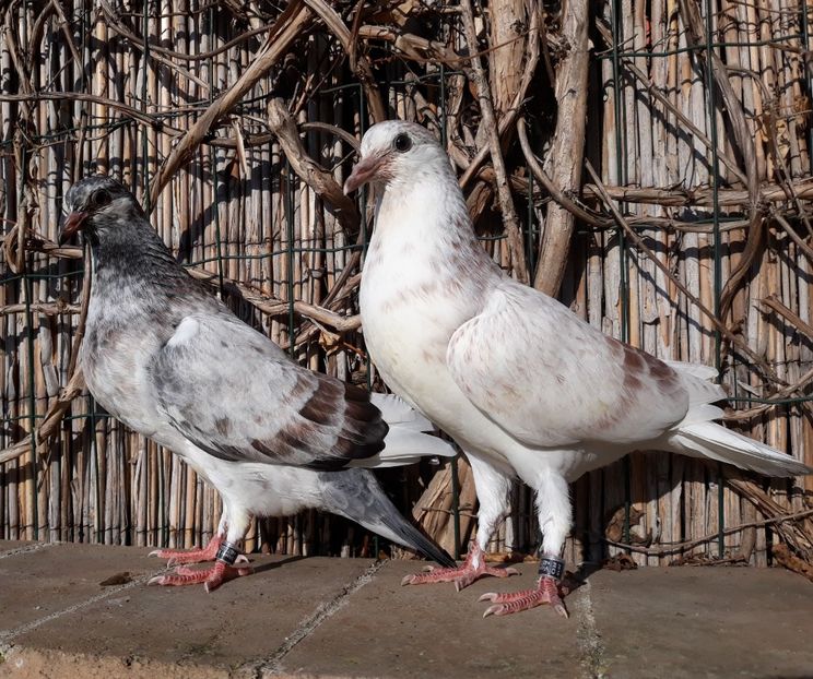 2 inele: 37, 38 - 2018_Pui