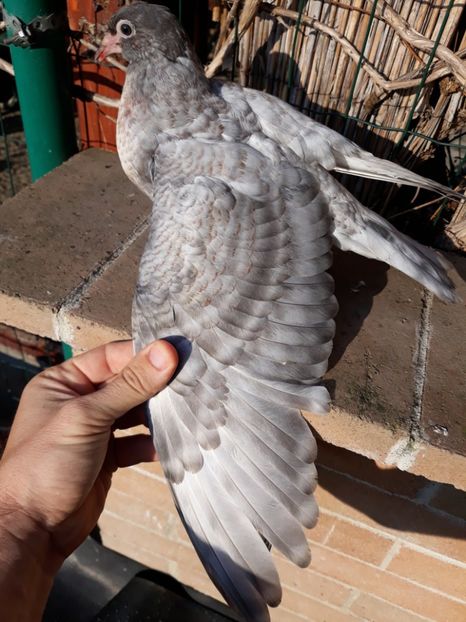 2 horseman - 2018_Pui