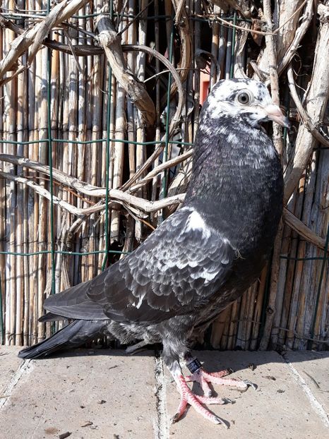 3_6 metisa 90% horseman 10% tippler - 2018_Pui