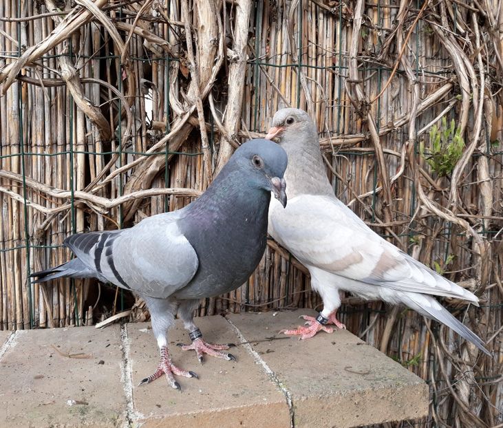 12_1 pereche - 2018_Pui