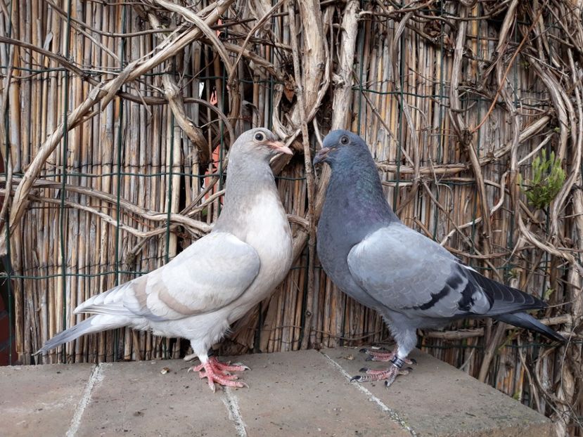 12_1 horseman - 2018_Pui