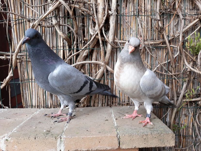 12_1 inele: 48, 49 - 2018_Pui