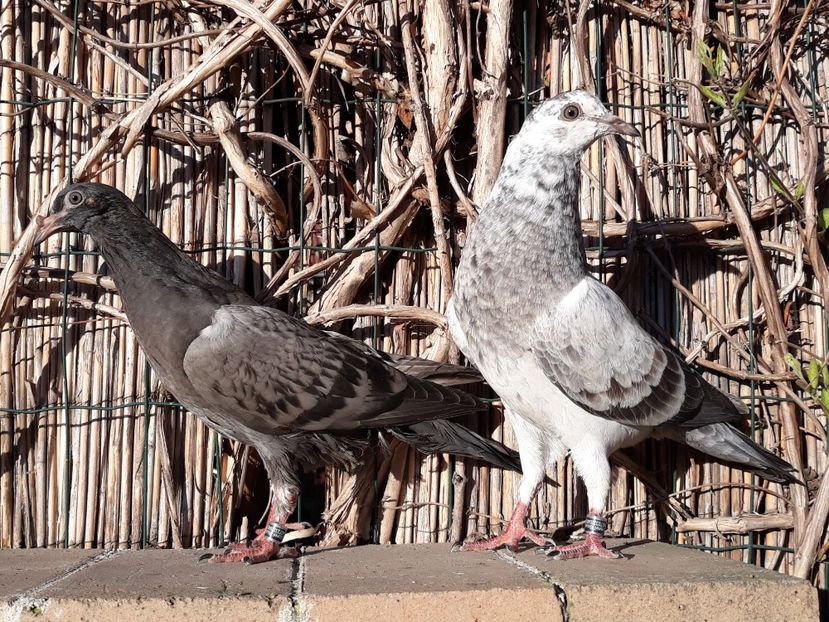 _1 horseman puri - 2018_Pui