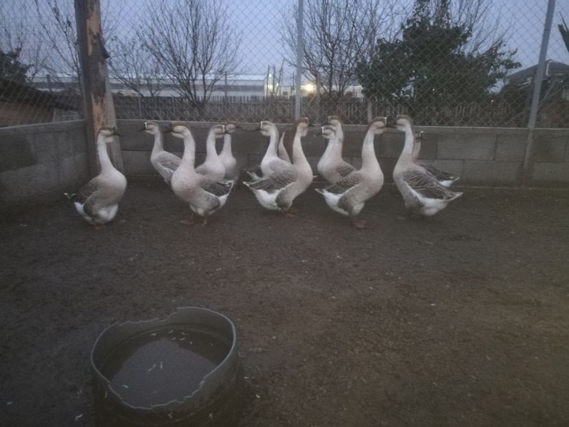  - Boboci de gasca africana 2018