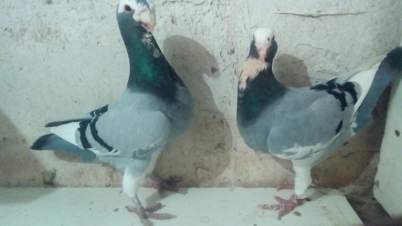  - 2 Germani de frumusete