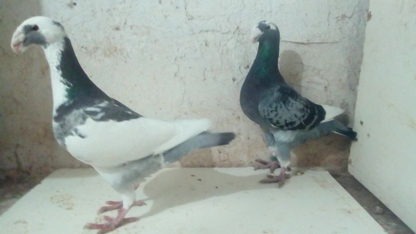  - 2 Germani de frumusete