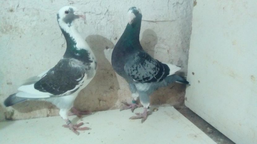  - 2 Germani de frumusete