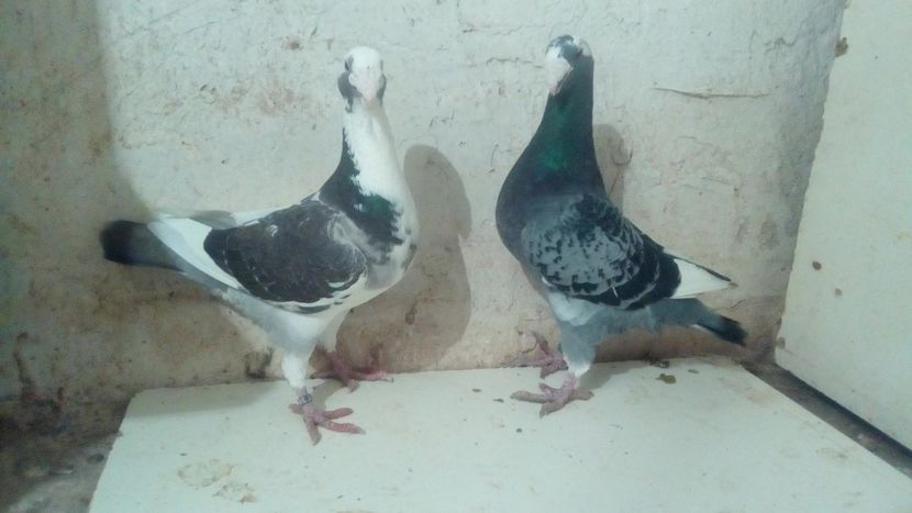  - 2 Germani de frumusete