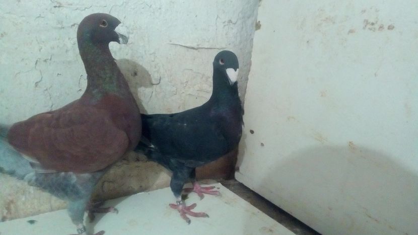  - 2 Germani de frumusete