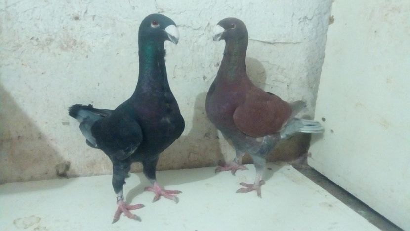  - 2 Germani de frumusete