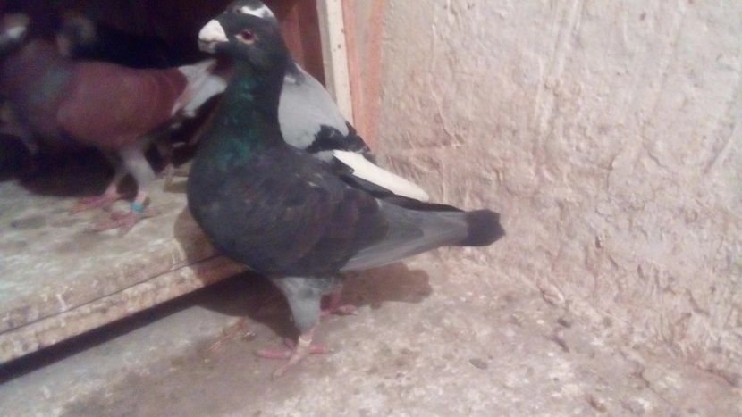  - 2 Germani de frumusete