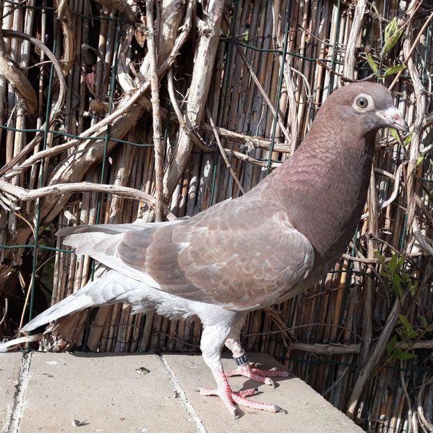 3_7 mascul - 2018_Pui