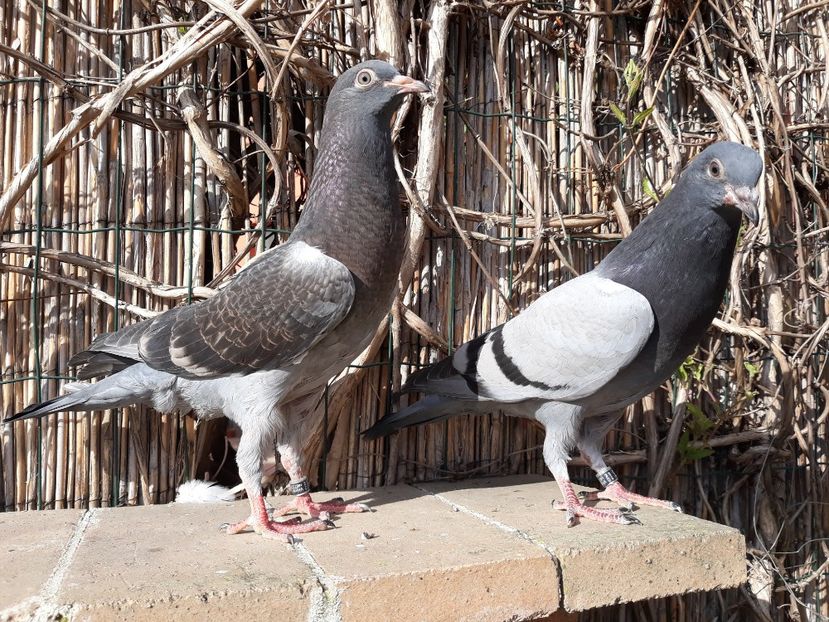 13_1 masculi - 2018_Pui