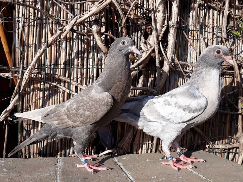 14_1 inele: 58, 59 - 2018_Pui