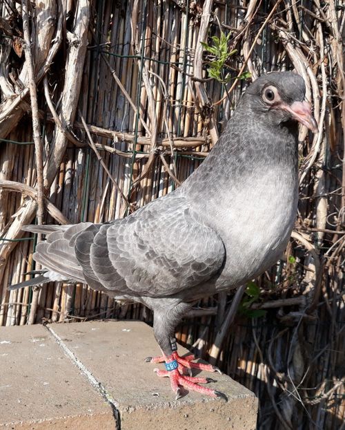 _3 femela - 2018_Pui