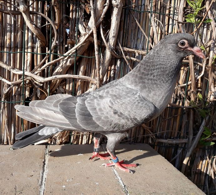 _3 horseman - 2018_Pui