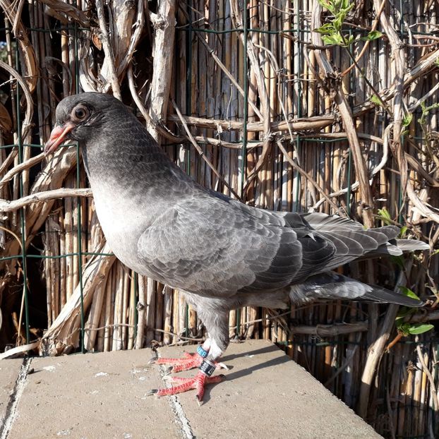 _3 inel: 57 - 2018_Pui