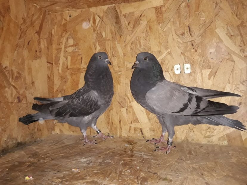 12_2 inele: 45, 46 - 2018_Pui