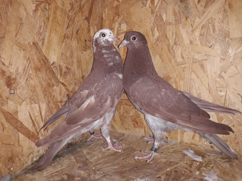 3_8 femele - 2018_Pui