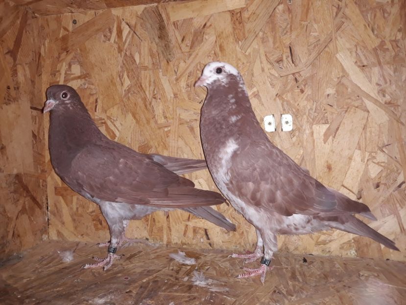 3_8 metisi 90% horseman 10% tippler - 2018_Pui