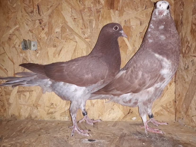 3_8 inele: 60, 61 - 2018_Pui