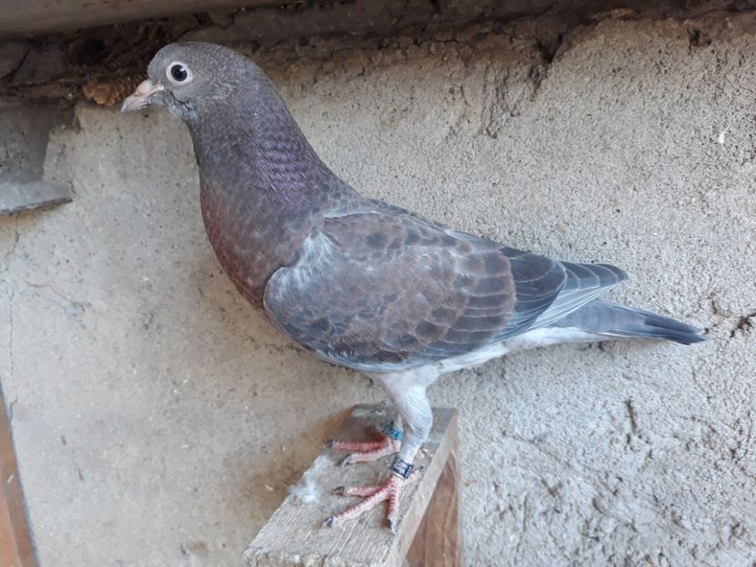 _4 horseman - 2018_Pui