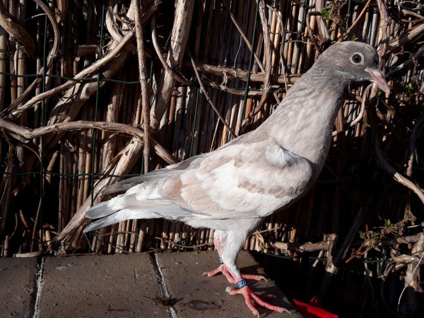 14_2 femela - 2018_Pui