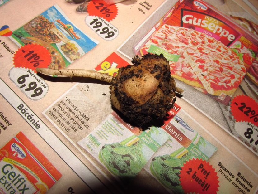 Zantedeschia Sumatra - De la domnul Eugen Emeric