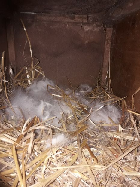  - CUIBURI DE IEPURAS