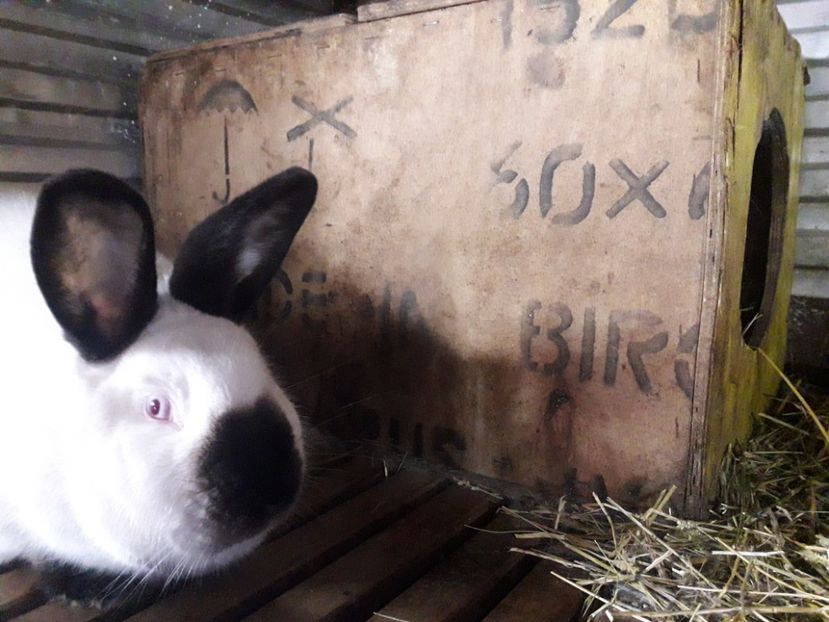  - A-IEPURI CALIFORNIENI