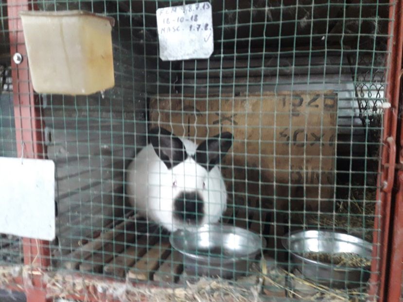  - A-IEPURI CALIFORNIENI