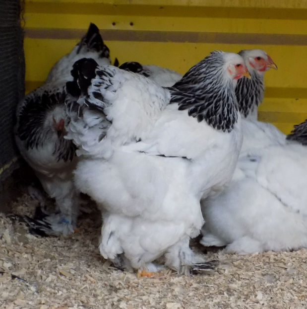  - VIITOR SPERANTE PTR 2019