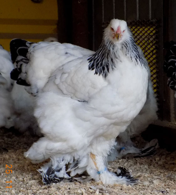  - VIITOR SPERANTE PTR 2019