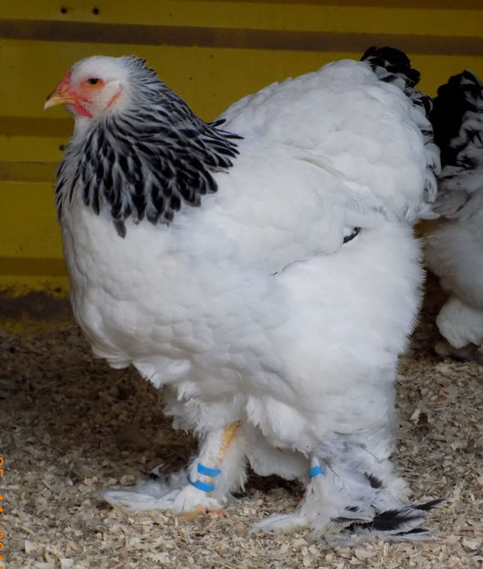  - VIITOR SPERANTE PTR 2019