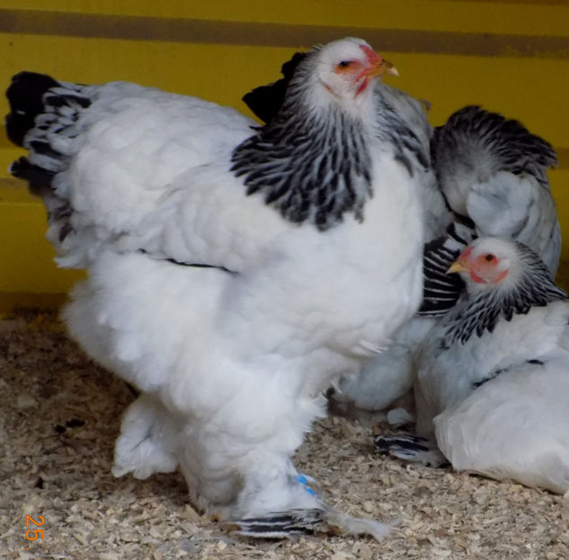  - VIITOR SPERANTE PTR 2019