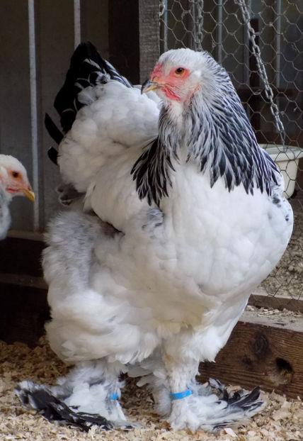  - VIITOR SPERANTE PTR 2019