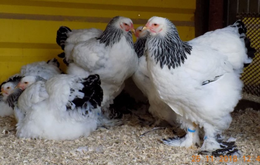  - VIITOR SPERANTE PTR 2019