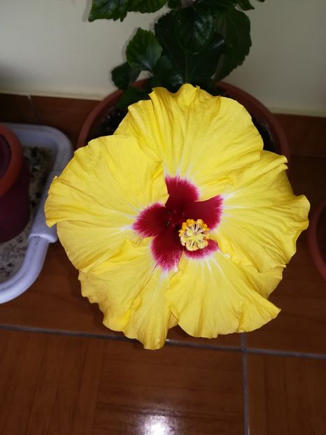  - Hibiscus 2018