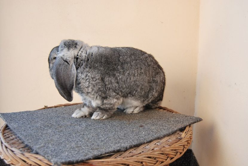  - 8 mascul chinchila