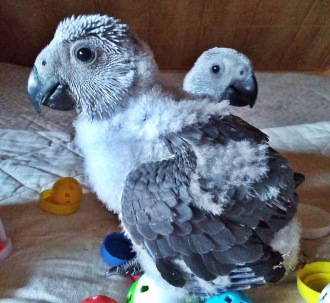 papagaliJako 14 - papagali blanzi Jako - Congo African Grey