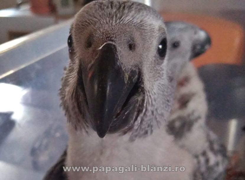 papagaliJako 16 - papagali blanzi Jako - Congo African Grey