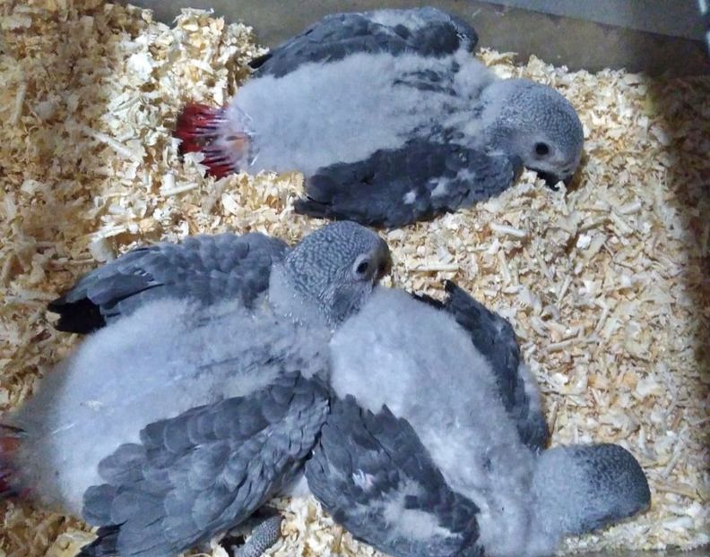 papagaliJako 17 - papagali blanzi Jako - Congo African Grey